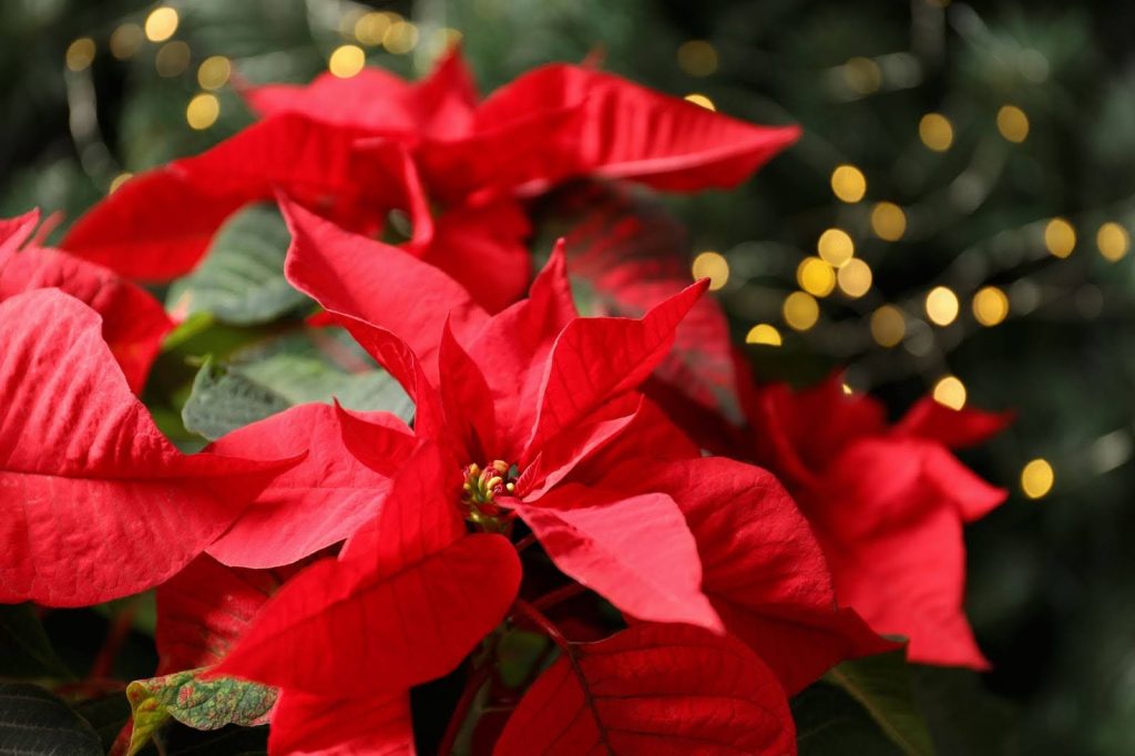 poinsettias